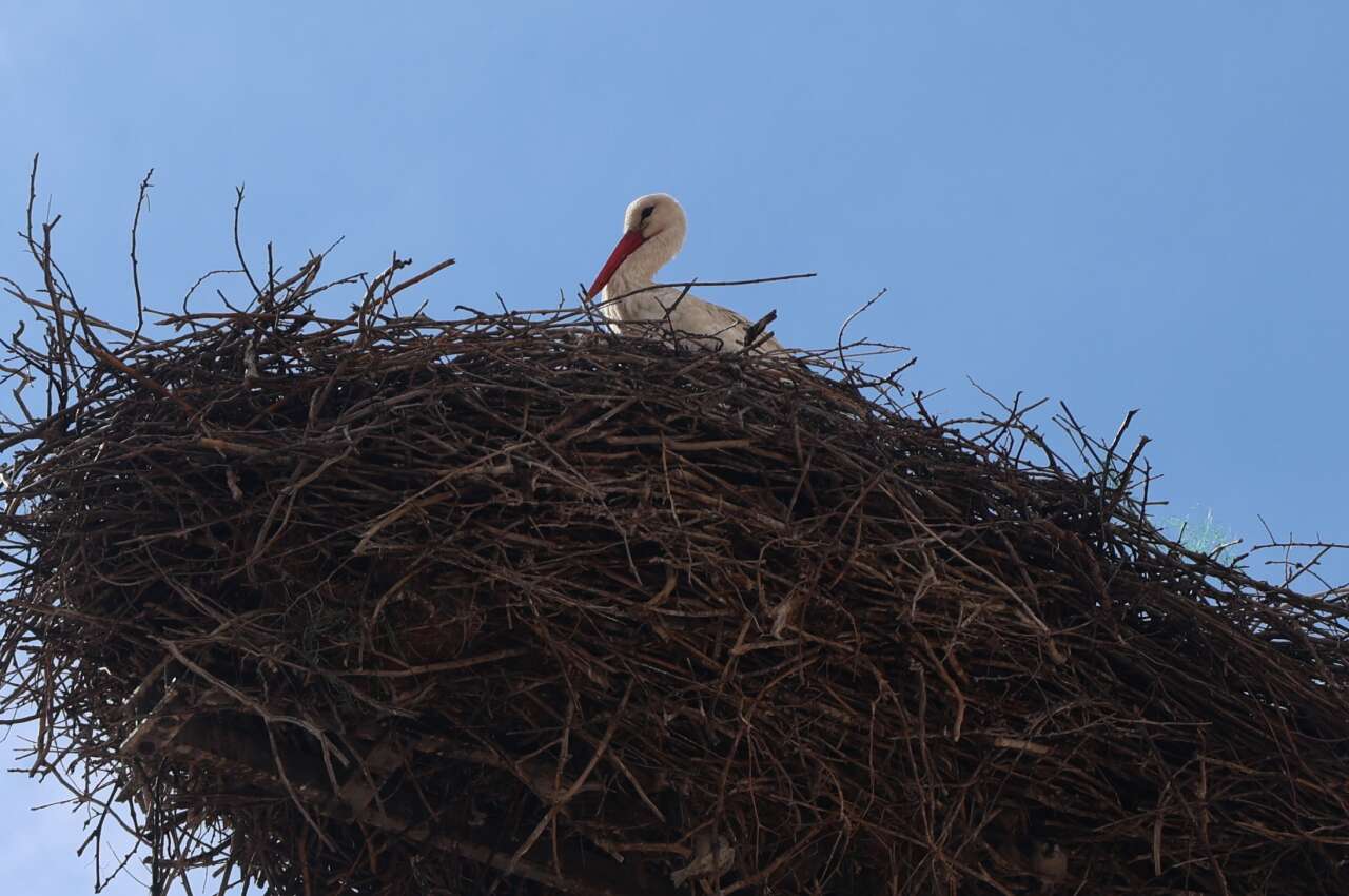 Konya’ya bahar geldi! Leylekler müjdeledi 3